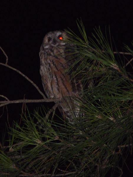 gufo, incontro ravvicinato in villa